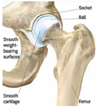 Healthy Hip
