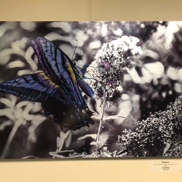 Butterfly Art